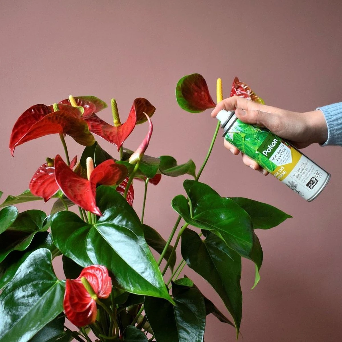 Pokon Bladglans 600ml - Afbeelding 3